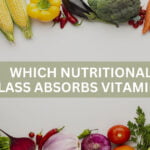 which nutritional class absorbs vitamins and sustains the immune system