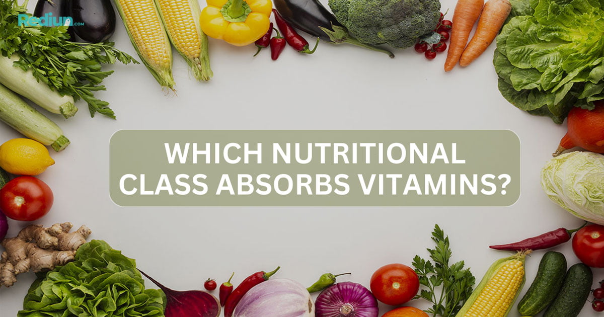 Which Nutritional Class Absorbs Vitamins And Sustains the Immune System